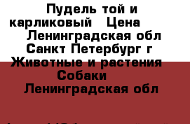 Пудель той и карликовый › Цена ­ 5 000 - Ленинградская обл., Санкт-Петербург г. Животные и растения » Собаки   . Ленинградская обл.